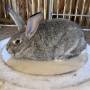 chinchilla.jpg
